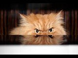 Funny Cats Compilation  Funny Cat  Ever Most See hilarious  2017