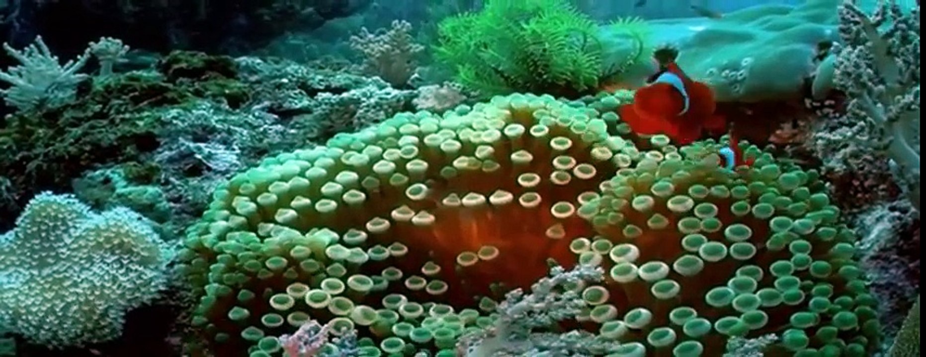 my animals-fish.mp4_8