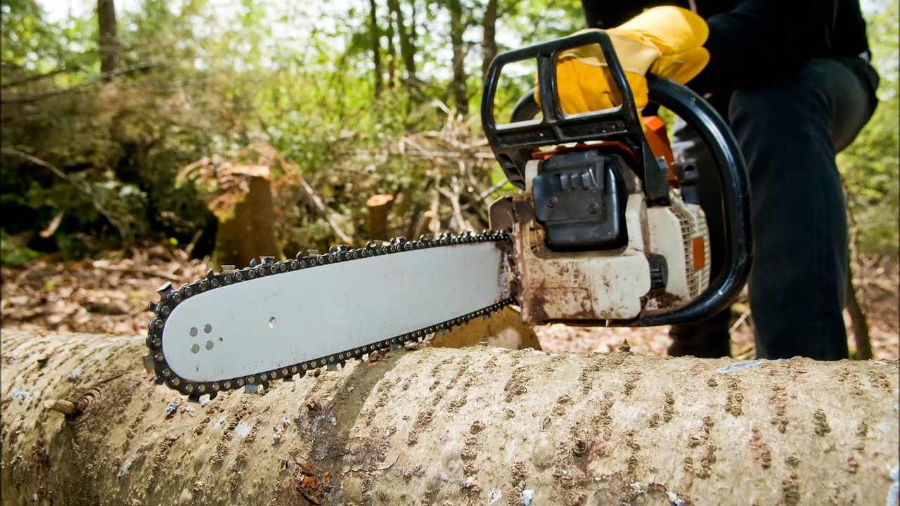 Collins Tree Service - (804) 220-8122