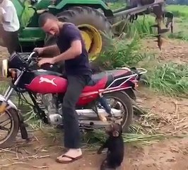 La réaction de ce bébé chimpanzé quand on lui demande de descendre de la moto est plus que hilarante