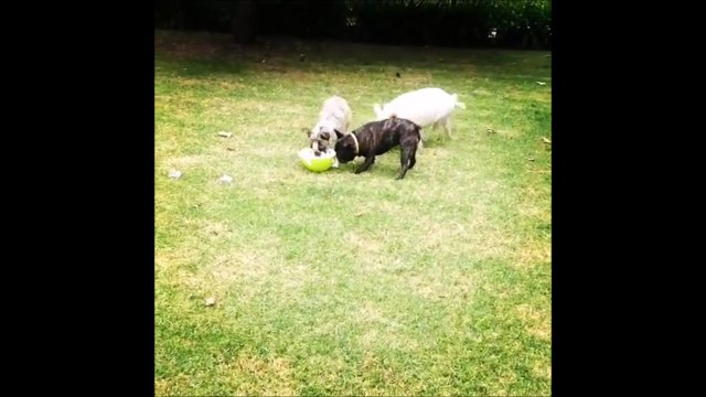 Ce bébé cochon essaye de manger avec des chiens lol