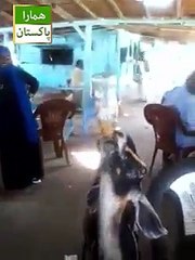 Goat drinks pepsi like a human