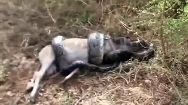 Aç gözlü yılanın sonu korkunç oldu