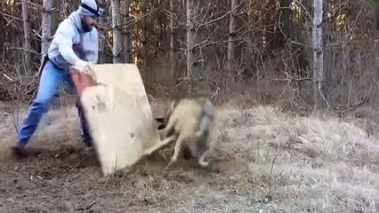 CESUR ADAM KAPANDAKİ KURDU BÖYLE KURTARDI.