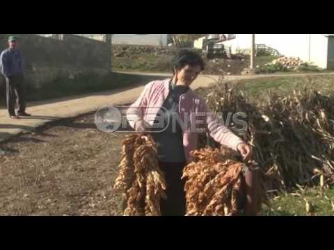 Ora News – Shitën duhanin por s’kanë marrë lekët, fermerët kërkojnë ndihmën e shtetit