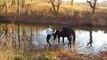 Un cavallo vede per la prima volta un torrente. La sua reazione vi strapperà un sorriso