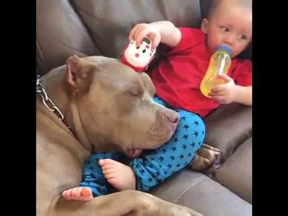 Toddler Shares Adorable Bond With Pitbull Pets