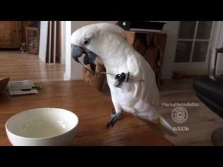 Download Video: Clever Cockatoo Uses Spoon to Eat Yogurt