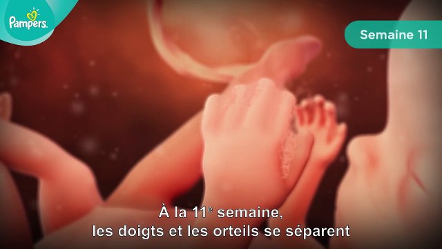 Pampers® - Votre grossesse #3 – La grossesse se fait sentir (semaines 10 à 15)