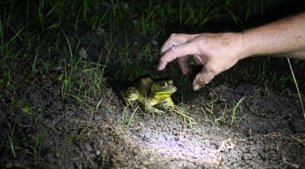 Spear, Paddle, or Grab?