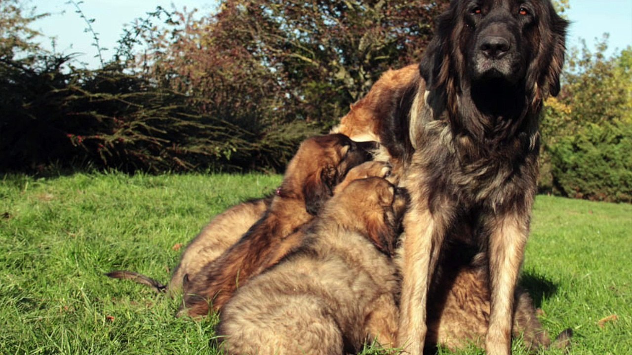 Tout sur Le Leonberg