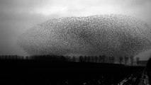 Mais c'est un nuage??? Et non c'est une nuée d'oiseau. Impressionnant