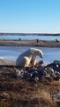 Regardez la réaction adorable d'un ours polaire qui croise un chien !
