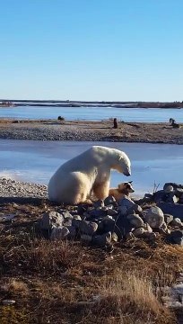 Regardez la réaction adorable d'un ours polaire qui croise un chien !