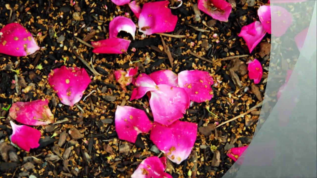 Cuevas Landscaping and Pavers - (623) 759-1750