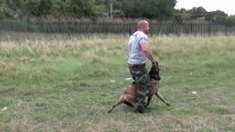 Un chien de protection près à tout pour son maitre... Enorme!