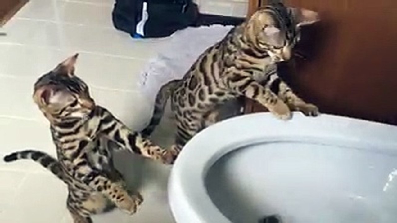 Gatti ed acqua
