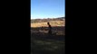 Il se fait percuté par un chevreuil pendant une course de cross-country en Pennsylvanie