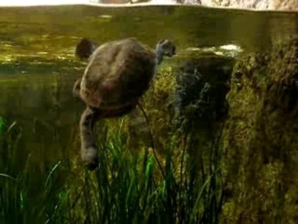 turtle