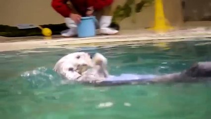 Un Loutre de mer drôle