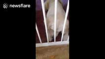 Dog tries to eat carrot through stair gate, fails
