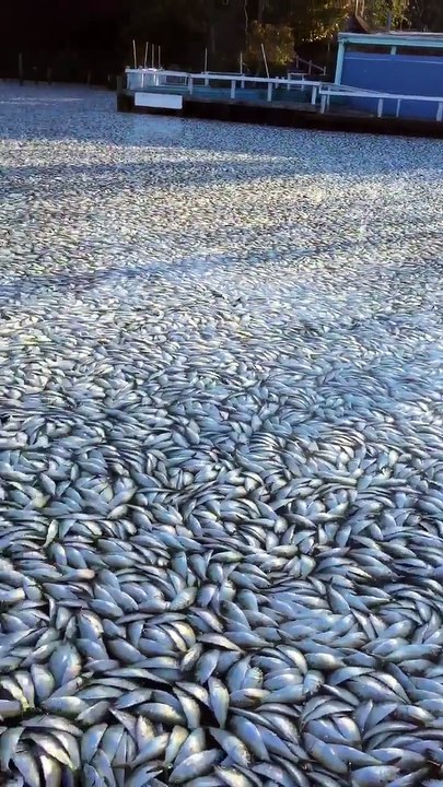 Millions of Sick Fish Show Up On The Surface of...