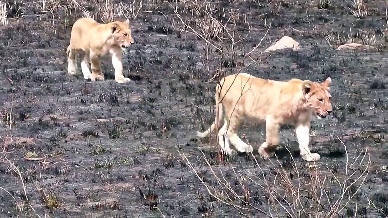 National Geographic - Wolves vs bear, Wolf Vs Lion Mountain - Fight Attacks Animal - Documentary