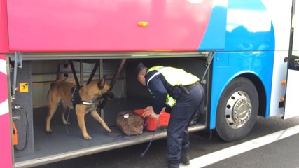 Les gendarmes contrôlent les bus low-cost