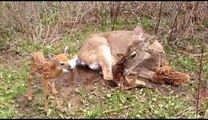 Tres venados recien nacidos