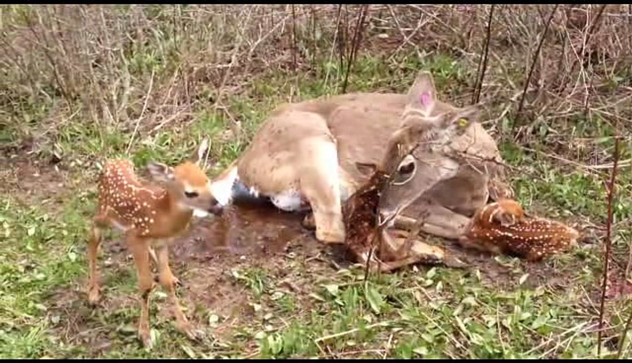 Tres venados recien nacidos