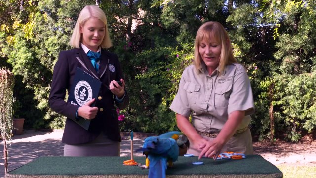 Guinness celebra Dia Internacional de Recordes