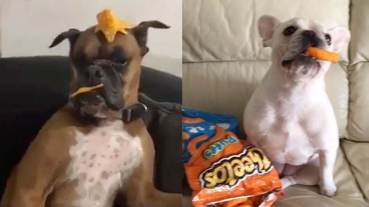 DOGS Do Best Mannequin Challenges EVER