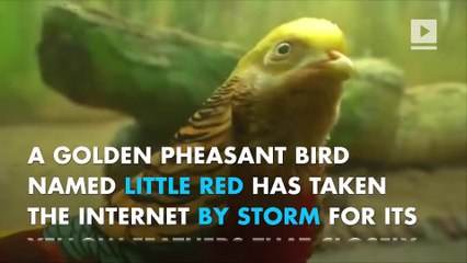 This bird has hair like Donald Trump and the internet can't handle it