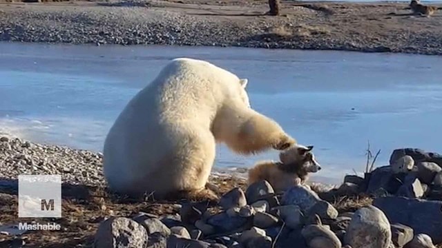 This polar bear petting a dog is proof that everything is going to be just fine