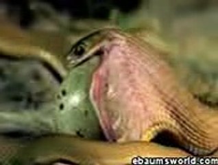 CRAZY BLACK FIRE SNAKE EXPERIMENT!!! silvershakil