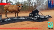 Vaca destrói helicóptero e sai andando como se nada tivesse acontecido.