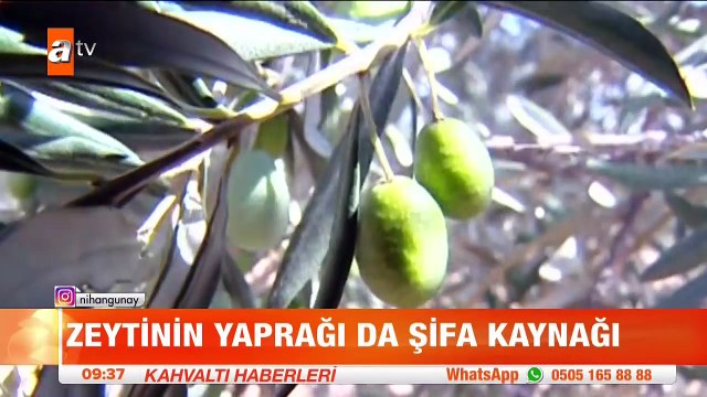 Zeytin yaprağı çayı nasıl yapılır? - atv Kahvaltı Haberleri