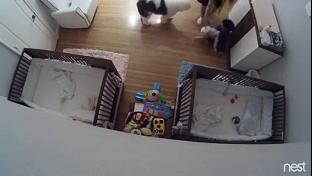 Un grand frère rattrape son petit frère qui tombe de la table à langer !