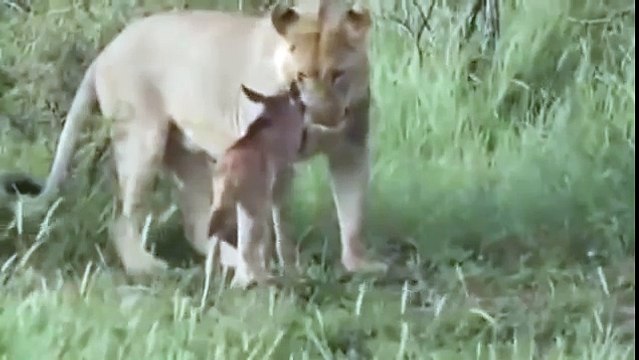 Lion refuses to prey on small calf Astagat him and protect him from the other lion