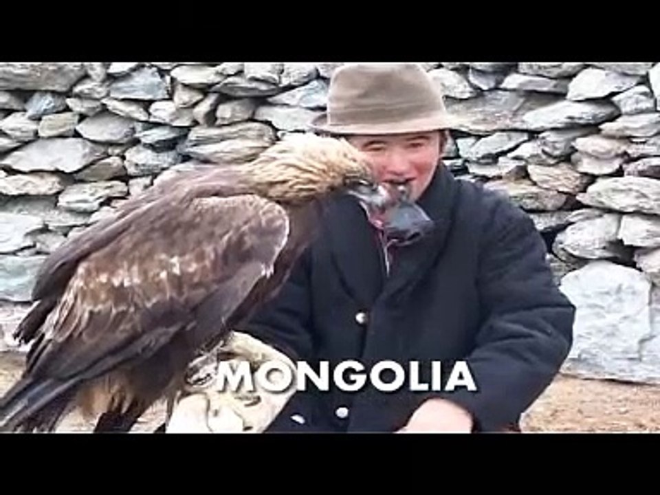 hunting wolves with a golden eagle in Mongolia. Kazajstán-Ky