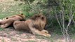 Funny Lions ! Lion snarls and sneeze at fake Lion whisperer ! Kruger National Park.