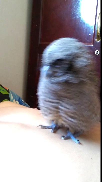 Why Owls Aren't Allowed in Bed