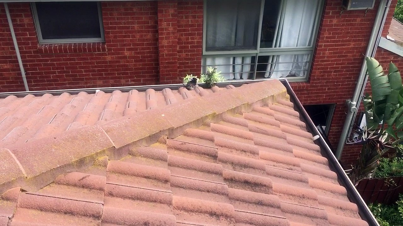 Magpie Stuck in the Gutter