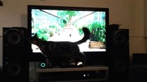 Cat Watching Cats on TV