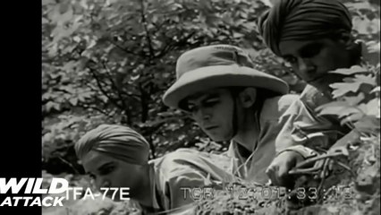 Lion vs Tiger   Real Fight To Death