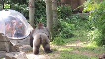 Zoo Animal Attacks ★ Animals That Don't Know What Glass Is! (HD) [Epic Laughs] - YouTube