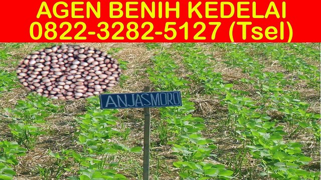 0822-3282-5127 (Tsel), Penjual Bibit Kedelai