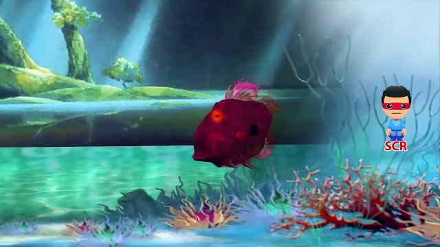 Fish Finger Family Nursery Rhymes For Children | Animal Finger Family Fish Rhymes For Babies