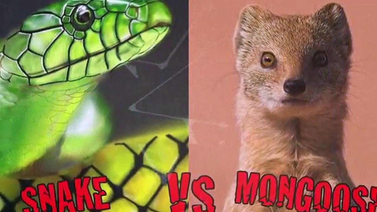 CRAZIEST_Animal_Fights_video 2016