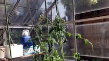 Time lapse - tomato plant after watering